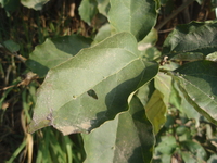 破布木葉1