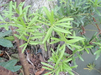 蘭嶼羅漢松葉