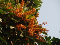 鵝掌藤果實