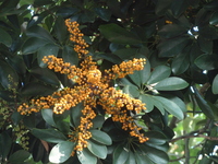 鵝掌藤果實1