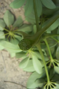 鵝掌藤莖具大髓心