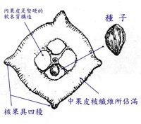 棋盤腳果實示意圖