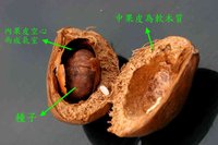 銀葉樹果實構造