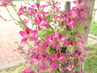 豔紫荊花