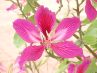 豔紫荊花1