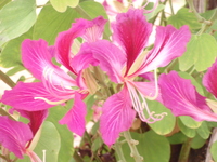 豔紫荊花2
