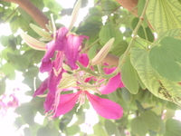 豔紫荊花序