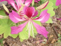 豔紫荊花3