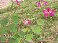 豔紫荊花4