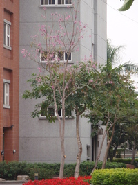 第三區-圖書館前方草坪