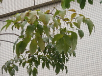 洋紅風鈴木葉
