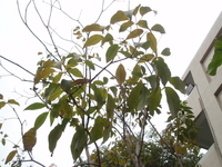 洋紅風鈴木葉1