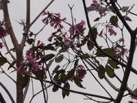 洋紅風鈴木花
