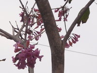 洋紅風鈴木花1