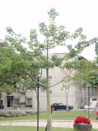 第三區-圖書館前草坪