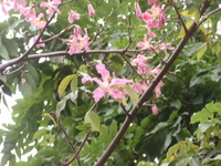 美人樹花