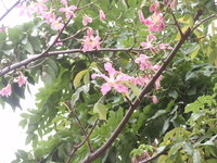 美人樹花2