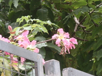 美人樹花3