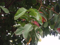 大花紫薇葉1