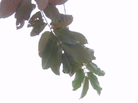 大花紫薇葉3