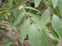 杜虹花葉