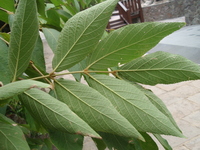 杜虹花葉2