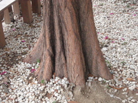 落羽松幹基具板根