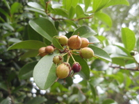 魯花樹果實
