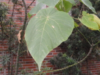 血桐葉2