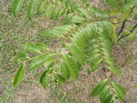 蘭嶼柿葉2