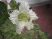 蠟燭木花