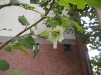 蠟燭木花1