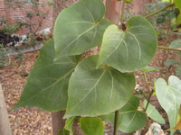 繖楊葉