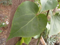 繖楊葉1