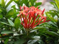 聚繖花序