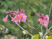 洋紅風鈴木花2