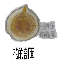 隱頭花序