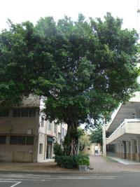 第二區-勵學樓、園藝科館中間