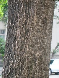 莖
