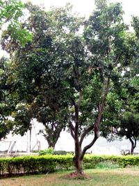 第三區-圖書館後方草坪