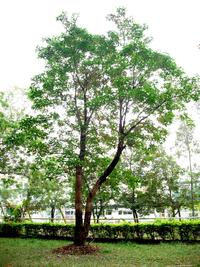 第三區-圖書館後方草坪