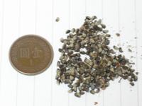 台東火刺木種子