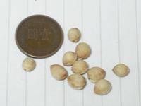 果實屬於核果