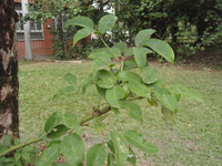 茄苳葉2