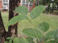 茄苳葉1