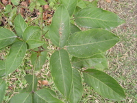 茄苳葉4