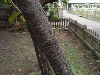 山櫻花皮孔明顯