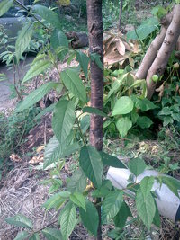 山櫻花莖