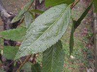 山櫻花葉