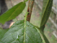 山櫻花葉之腺體